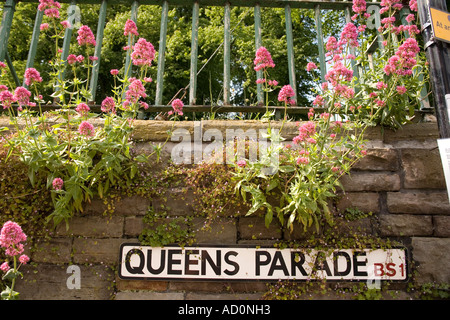 Inghilterra Bristol Queens Parade cartello stradale con red valeriana centhranthus ruba i fiori Foto Stock