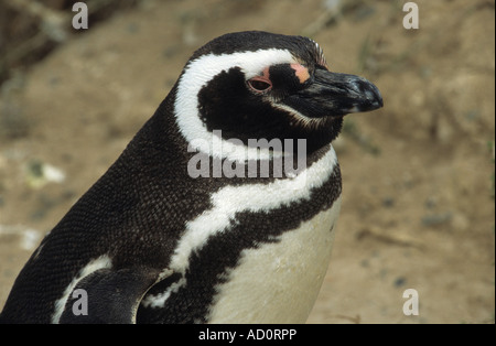 Adulto Magellanic penguin (Sphensicus magellanicus), punto Tombo, Patagonia, Argentina Foto Stock