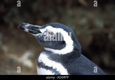 Giovani Magellanic penguin (Sphensicus magellanicus), punto Tombo, Patagonia, Argentina Foto Stock