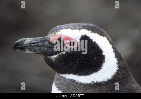 Adulto Magellanic penguin (Sphensicus magellanicus), punto Tombo, Patagonia, Argentina Foto Stock