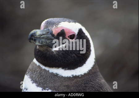 Adulto Magellanic penguin (Sphensicus magellanicus), punto Tombo, Patagonia, Argentina Foto Stock