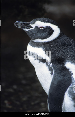 Magellanic penguin (Sphensicus magellanicus), punto Tombo, Patagonia, Argentina Foto Stock
