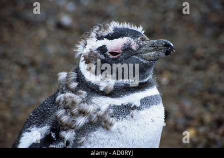Giovani Magellanic penguin (Sphensicus magellanicus) moulting nel piumaggio adulto, Punto Tombo, Patagonia, Argentina Foto Stock