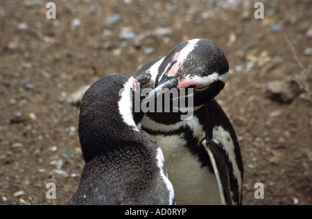 Coppia di adulti i pinguini di Magellano (Sphensicus magellanicus) preening ogni altro punto Tombo, Patagonia, Argentina Foto Stock