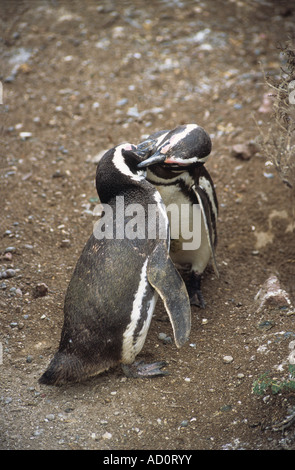 Coppia di adulti i pinguini di Magellano (Sphensicus magellanicus) preening ogni altro punto Tombo, Patagonia, Argentina Foto Stock