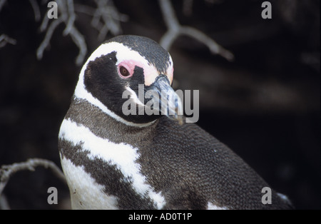 Adulto Magellanic penguin (Sphensicus magellanicus), punto Tombo, Patagonia, Argentina Foto Stock