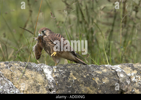 Comune di Gheppio Falco tinnunculus immaturo appollaiato sul muro di pietra con morti corto-tailed campo Vole Microtus agrestis, Todwick Foto Stock