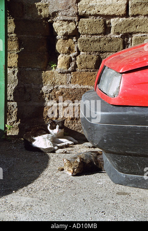 Due gatti in auto a Roma Foto Stock