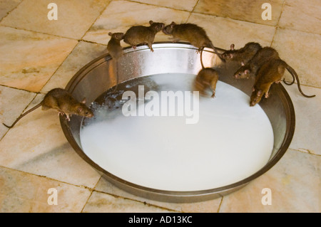 Chiudere orizzontale fino di ratti di bere latte proveniente da un recipiente a Karni Mata Temple Tempio Rat Foto Stock