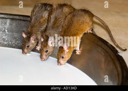 Chiudere orizzontale di 3 ratti di bere latte proveniente da un recipiente a Karni Mata Temple Tempio Rat Foto Stock