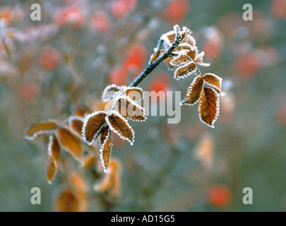 Foglie di congelati primo gelo Foto Stock