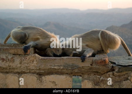 Chiudere orizzontale di due Black-di fronte Langur scimmie (Semnopithecus hypoleucos) bere da un trogolo di pietra Foto Stock