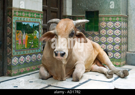 Chiudere orizzontale fino a un enorme sacro toro seduto davanti a qualcuno che porta. Foto Stock