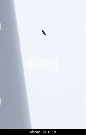 Sea Eagle flying passato torre a turbina eolica Smøla Norvegia Foto Stock