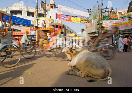 Un sacro Sahiwal bull (bos indicus) giace impassibili e indisturbate nel mezzo di un incrocio occupato in Varanasi. Foto Stock