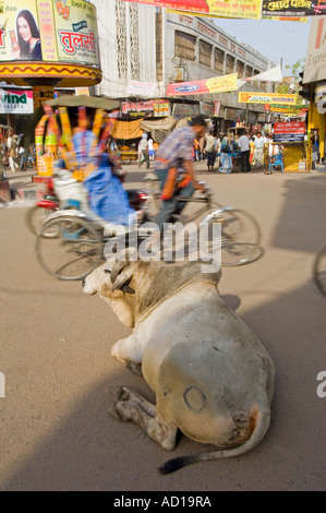 Un sacro Sahiwal bull (bos indicus) giace impassibili e indisturbate nel mezzo di un incrocio occupato in Varanasi. Foto Stock