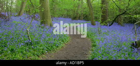 Path through bluebell wood, Surrey UK Foto Stock
