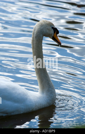 Cigno, Cygnus olor Foto Stock