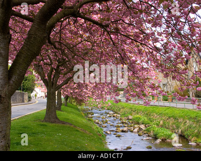 Primavera sbocciano i fiori in Dollar Scozia Scotland Foto Stock