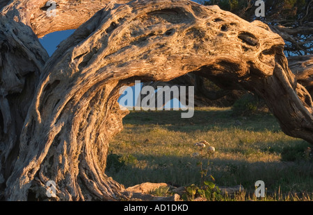 Il famoso vento ritorto di alberi di ginepro - juniperus turbinata canariensis (sabina) - di El Hierro nelle isole Canarie Foto Stock