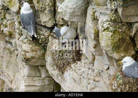 Kittiwake (Rissa tridactyla) girando le uova nel nido con un uovo che mostra il pulcino chipping attraverso di esso. Foto Stock