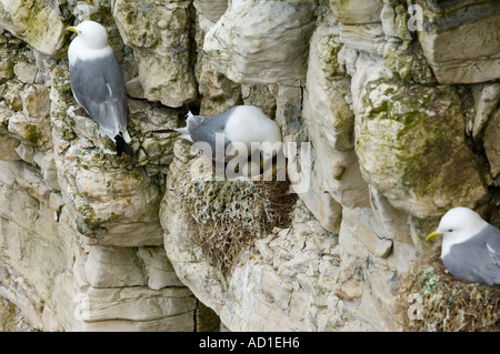 Kittiwake (Rissa tridactyla) girando le uova nel nido con un uovo che mostra il pulcino chipping attraverso di esso. Foto Stock