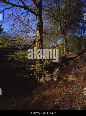 Faggi proveniente in foglia di molla legno padley padley gorge grindleford derbyshire Inghilterra Foto Stock