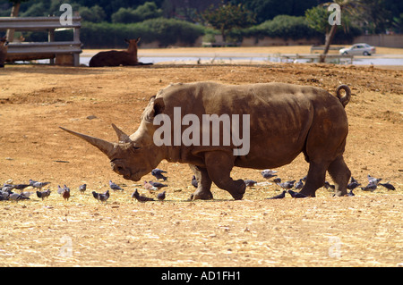 Vicino la vista frontale di un Rihnoceros con un dritto lungo il clacson Foto Stock