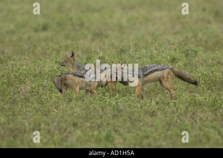 Backup nero sciacalli gruppo pack interagendo Canus mesomelas Ngorongoro Tanzania Africa Foto Stock