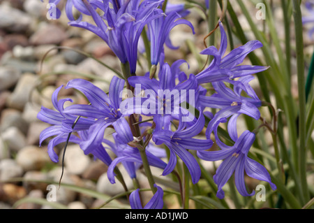 Vibranti fiori blu di Ixiolirion tataricum, famiglia delle Amaryllidaceae, che fioriscono in un giardino roccioso. Originario dell'Asia. Foto Stock