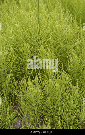 Equiseto di campo (Equisetum arvense) che cresce in un fitto ammasso verde. Pianta comune di Equisetaceae diffusa in Europa, Asia e America. Foto Stock