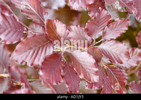 Primo piano della vivace faggeta viola Fagaceae Fagus sylvatica con foglie pure, che mostrano una texture dettagliata e peli sottili sui bordi. Foto Stock