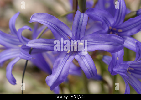 Fiori blu vibranti di Ixiolirion tataricum, famiglia delle Amaryllidaceae, originaria dell'Asia. Primo piano di petali a forma di stella e delicati stami. Foto Stock