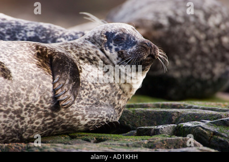 Guarnizione comune a tirate fuori sito Foto Stock