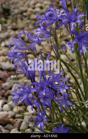 Vibranti fiori blu Ixiolirion tataricum della famiglia delle Amaryllidaceae che fioriscono all'aperto in Asia su un letto di ciottoli naturali. Foto Stock