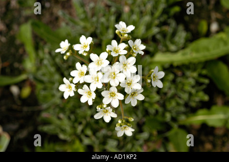 Fiori bianchi di tufted Sassifraga alpina Saxifragaceae Saxifraga cespitosa Europa Foto Stock