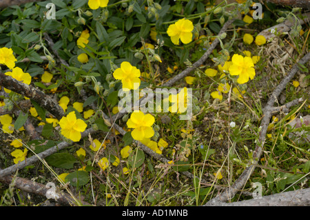 Comune di Rock Rose Cistaceae Helianthemum nummularium grandiflorum Foto Stock