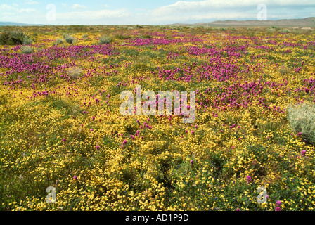 California ranuncolo Ranunculus californicus, Salvia carduacea, il tarassaco, pebble puntaspilli, goldfields, lupino, papaveri, Foto Stock