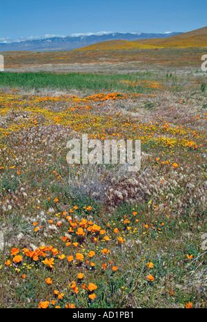 California ranuncolo Ranunculus californicus, Salvia carduacea, il tarassaco, pebble puntaspilli, goldfields, lupino, papaveri, Foto Stock