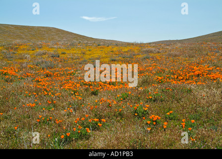 California ranuncolo Ranunculus californicus, Salvia carduacea, il tarassaco, pebble puntaspilli, goldfields, lupino, papaveri, Foto Stock