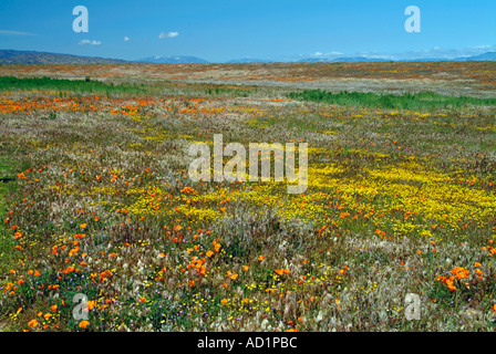 California ranuncolo Ranunculus californicus, Salvia carduacea, il tarassaco, pebble puntaspilli, goldfields, lupino, papaveri, Foto Stock