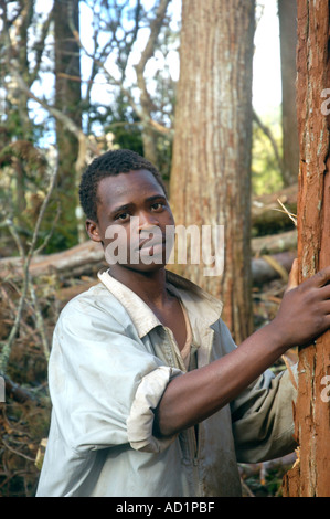 Operazione di registrazione in legno duro misto bosco sopra Zomba Malawi Foto Stock