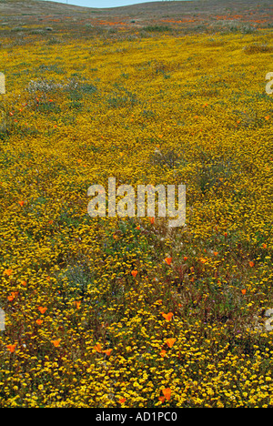 California ranuncolo Ranunculus californicus, Salvia carduacea, il tarassaco, pebble puntaspilli, goldfields, lupino, papaveri, Foto Stock