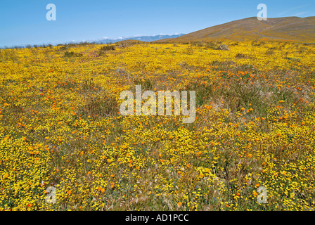 California ranuncolo Ranunculus californicus, Salvia carduacea, il tarassaco, pebble puntaspilli, goldfields, lupino, papaveri, Foto Stock