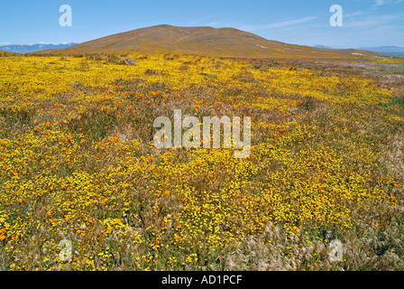 California ranuncolo Ranunculus californicus, Salvia carduacea, il tarassaco, pebble puntaspilli, goldfields, lupino, papaveri, Foto Stock