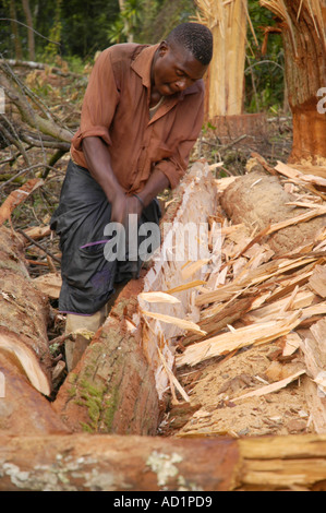 Operazione di registrazione in legno duro misto bosco sopra Zomba Malawi Foto Stock