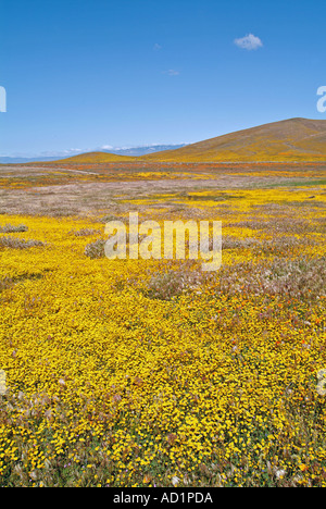 California ranuncolo Ranunculus californicus, Salvia carduacea, il tarassaco, pebble puntaspilli, goldfields, lupino, papaveri, Foto Stock