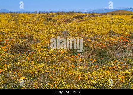 California ranuncolo Ranunculus californicus, Salvia carduacea, il tarassaco, pebble puntaspilli, goldfields, lupino, papaveri, Foto Stock