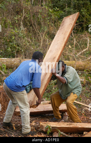 Operazione di registrazione in legno duro misto bosco sopra Zomba Malawi Foto Stock