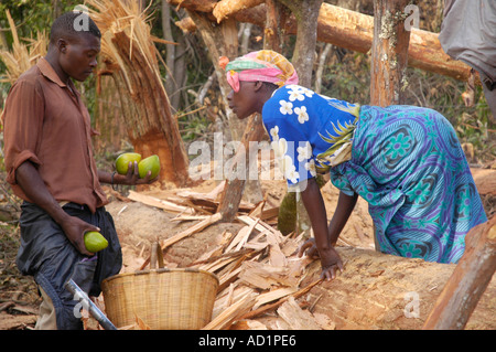 Operazione di registrazione in legno duro misto bosco sopra Zomba Malawi Foto Stock